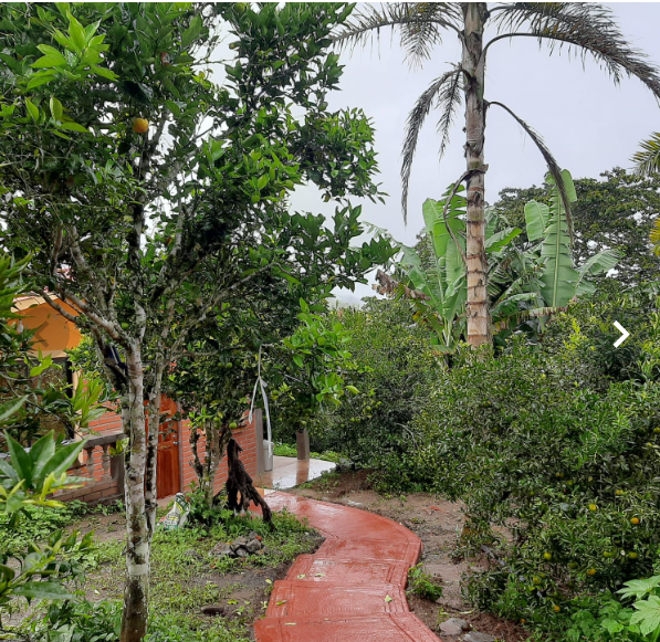 Cabaña Palmeras